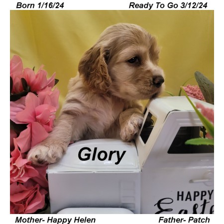 puppy, for, sale, Cocker Spaniel, Joe & Cherri  Overlease, dog, breeder, Miller, MO, dog-breeder, puppy-for-sale, forsale, nearby, find, puppyfind, locator, puppylocator, aca